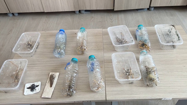 Çekirge toplama
