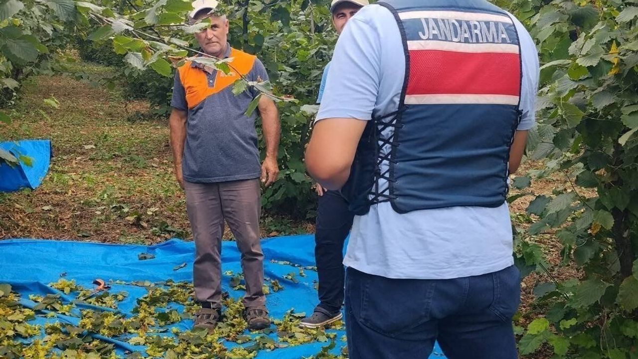 Fındık bahçelerinde