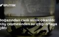 sülük